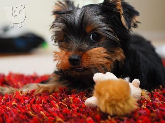 PoulaTo: Υπέροχο κουτάβι τεριέ Yorkshire Terrier
